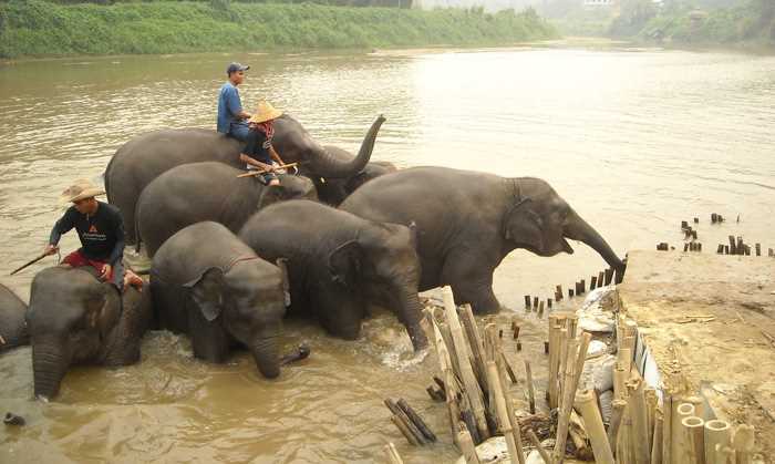 Thailand elephants in river