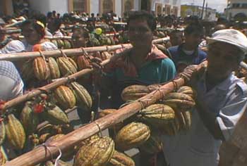 Cacao Beans Carried on Poles