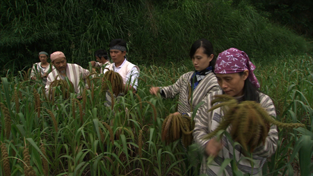 Inhabitants of Smangus harvesting crop