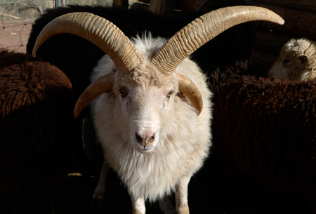 Four-horned Churro ram