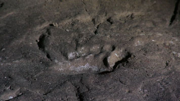 footprints imageone